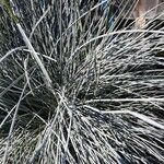 Festuca glauca Vivejo