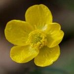 Ranunculus tuberosus Blüte