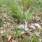 Carex filiformis Habit