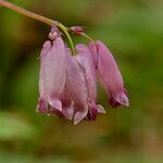 Dicentra formosa 花