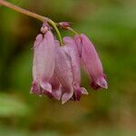 Dicentra formosa Fleur