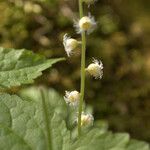 Mitella diphylla Flor