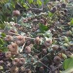 Abutilon indicum Fruchs