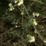 Asparagus umbellatus Habit