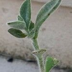 Antirrhinum molle Hoja