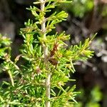 Erica arborea Blad