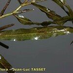 Potamogeton gramineus Hoja