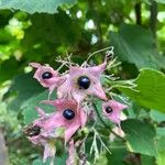 Clerodendrum infortunatum ফুল