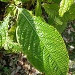 Aphelandra sinclairiana Lapas