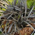 Ophiopogon planiscapus 整株植物