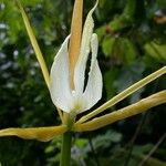 Epidendrum nocturnum Cortiza