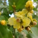 Bunchosia armeniaca Λουλούδι