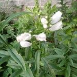 Physostegia virginianaFlower