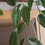 Peperomia quadrangularis Hoja