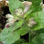 Pulmonaria officinalis 花