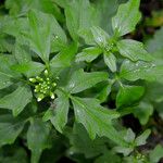 Cardamine angulata Hábito