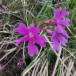 Primula spectabilis Blüte