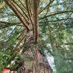 Sequoia sempervirens Koor
