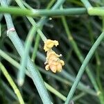 Ephedra foeminea Floare