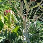 Cynara cardunculus Habit