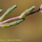 Salicornia perennis Meyve