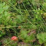 Rubus chamaemorus Листок