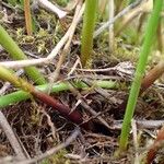 Eleocharis palustris Bark