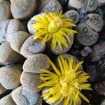 Lithops fulviceps Flower
