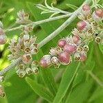 Vitex agnus-castus Fruto