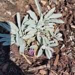 Salvia apiana Leaf