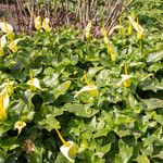 Arum creticum Flower