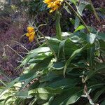 Wyethia angustifolia Hábito