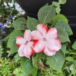 Impatiens walleriana Hàbitat