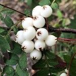 Sorbus koehneana Fruit