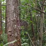 Pinus caribaea Bark