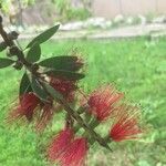 Melaleuca rugulosa Flor