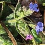 Pulmonaria officinalis Corteza