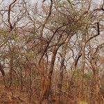 Ximenia americana Habit