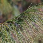 Pinus patula Leaf