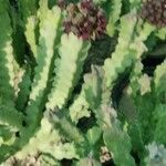 Caralluma arabica Hoja