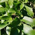 Gleditsia sinensis Blad