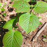 Viburnum lantanoides Leaf