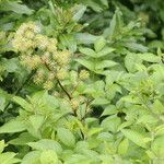 Aralia cachemirica Агульны выгляд