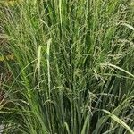 Panicum virgatum Характер