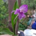 Roscoea purpurea Ліст