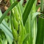 Camassia leichtlinii Blüte