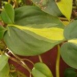 Philodendron cordatum Blad