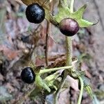 Atropa bella-donna Fruitua