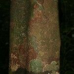 Abarema gallorum Ŝelo