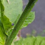 Nicotiana sylvestris പുറംതൊലി